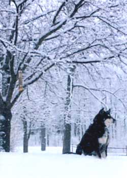 "Prince In The Snow" by Shirley J. Steiner, Richland Center WI - Photography